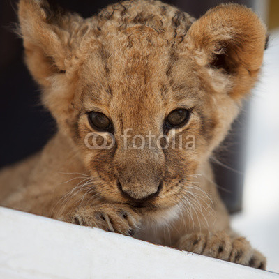 Portrait of cute little lion cub
