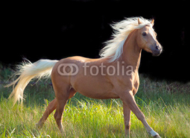 Fototapety galoping palomino welsh pony at black background