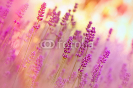Naklejki Lavender in flower garden