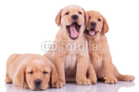 Fototapety three labrador retriever puppy dogs
