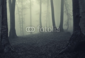 Naklejki Fog in dark forest