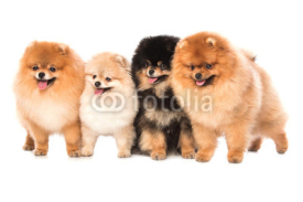 Naklejki Group of pomeranian spitz dogs