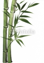 Naklejki Watercolor painting of bamboo