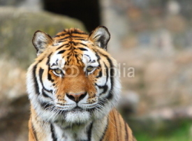 Naklejki Siberian tiger (Panthera tigris altaica)