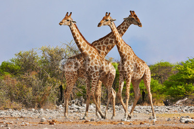 three giraffes walking in Etosha National Park