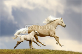 Obrazy i plakaty pony mare and foal