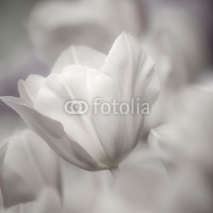 Naklejki Fine art of close-up Tulips, blurred and sharp