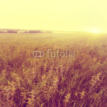Vintage image of summer field at sunset.