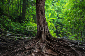 Old tree with big roots in green jungle forest