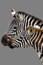 Fototapety Young  zebra and his mother. Isolated on grey background