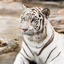 Naklejki White tiger