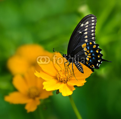 Black Swallowtail butterfly feeding on yellow Tickseed flower