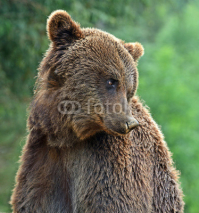 Naklejki Brown bears in the Carpathians.