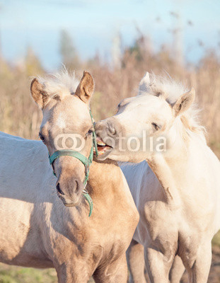 grooming foals of pony. fall