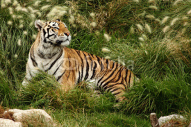 Fototapety tiger resting
