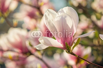 magnolia flowers on a blury background