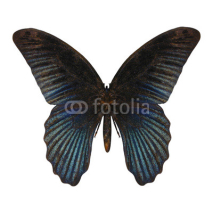 Naklejki Blue Swallowtail Butterfly