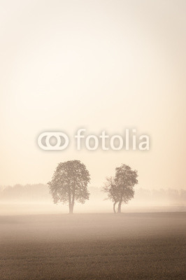 Two lonley trees in the mist