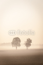 Naklejki Two lonley trees in the mist