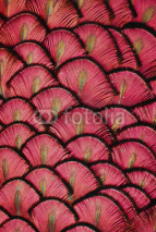 Fototapety Red Feathers