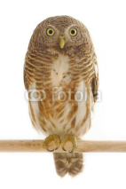 Naklejki Asian Barred Owlet 