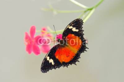Colorful Butterfly Feeding on Flowers