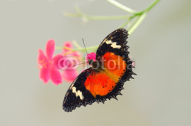 Obrazy i plakaty Colorful Butterfly Feeding on Flowers