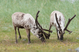 Fototapety Ren, Reindeer, Rangifer tarandus