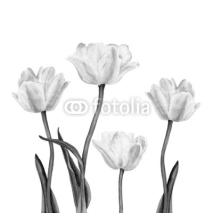 Naklejki Watercolor illustration of a beautiful white tulip flowers