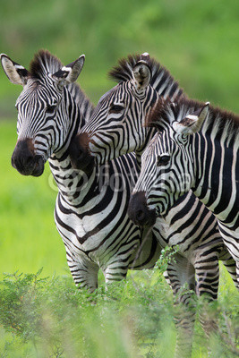 Zebras together