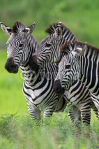 Fototapety Zebras together
