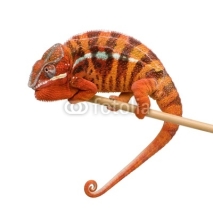 Obrazy i plakaty Chameleon Furcifer Pardalis - Sambava (2 years)