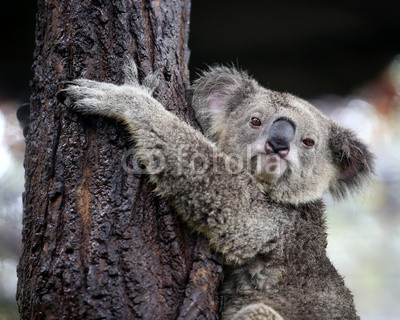 koala looking camera