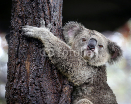 Naklejki koala looking camera