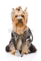 Yorkshire Terrier with a stethoscope on his neck. isolated 