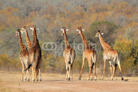 Obrazy i plakaty Giraffe herd