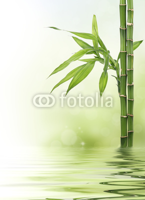 Bamboo border with bokeh and copy space