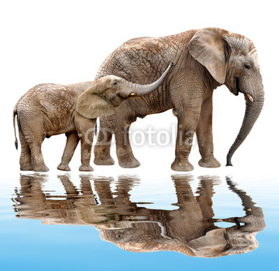 African elephants isolated on white