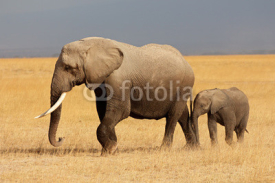 Obrazy i plakaty African elephant with calf, Amboseli National Park