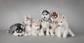 Obrazy i plakaty Siberian Husky dog puppy