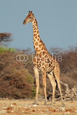 Giraffe bull, Etosha National Park