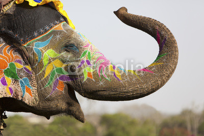 Decorated elephant at the elephant festival in Jaipur
