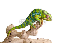 Obrazy i plakaty Colorful chameleon (5)