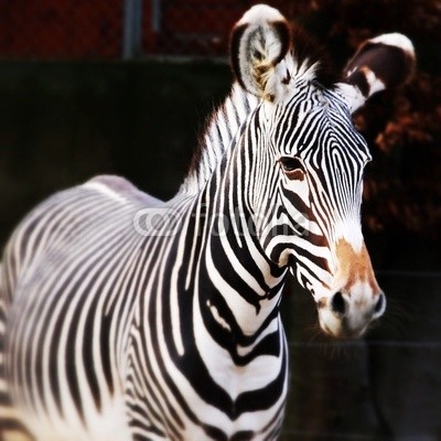 zebre