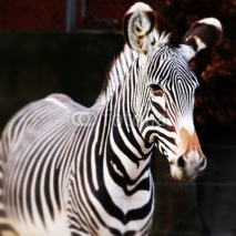 Fototapety zebre