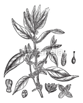 Lichwort or Pellitory-of-the-wall or Parietaria officinalis, vin