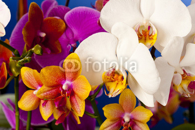Group of colored orchid on blue background