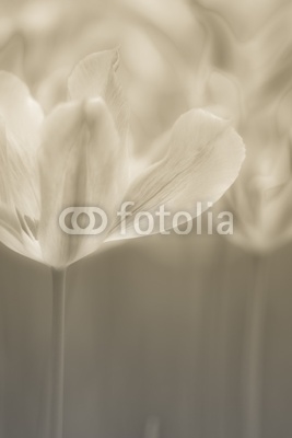 Fine art of close-up Tulips, blurred and sharp