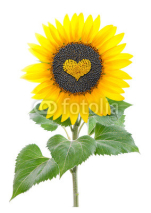 Naklejki sunflower seeds in a heart shape. isolated on white background