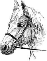 Naklejki horse head